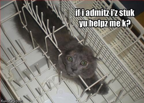 cat_stuck_in_dishwasher
